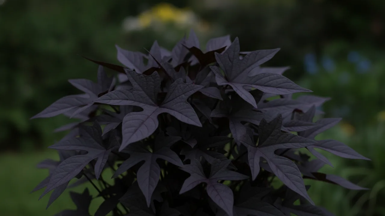 Blackie (Ipomoea batatas 'Blackie') - foliage plant, illustrated plant card