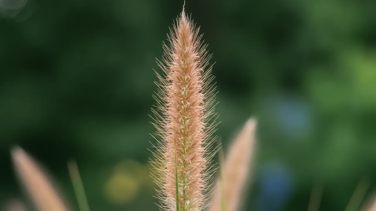 Northwind (Panicum virgatum 'Northwind') - orange flowers, illustrated plant card