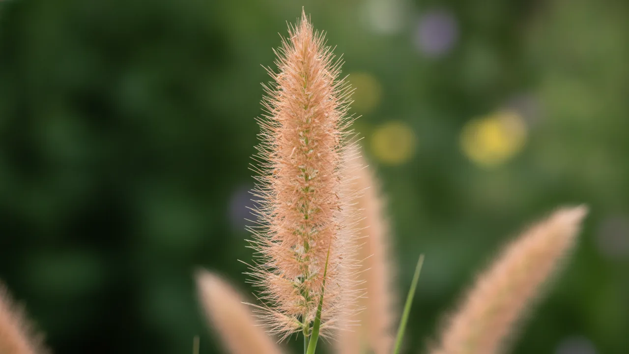 Switchgrass