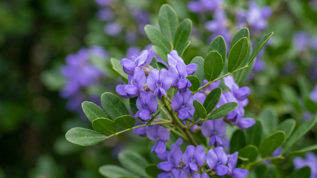 Texas Mountain Laurel (Dermatophyllum secundiflorum) - purple flowers, illustrated plant card