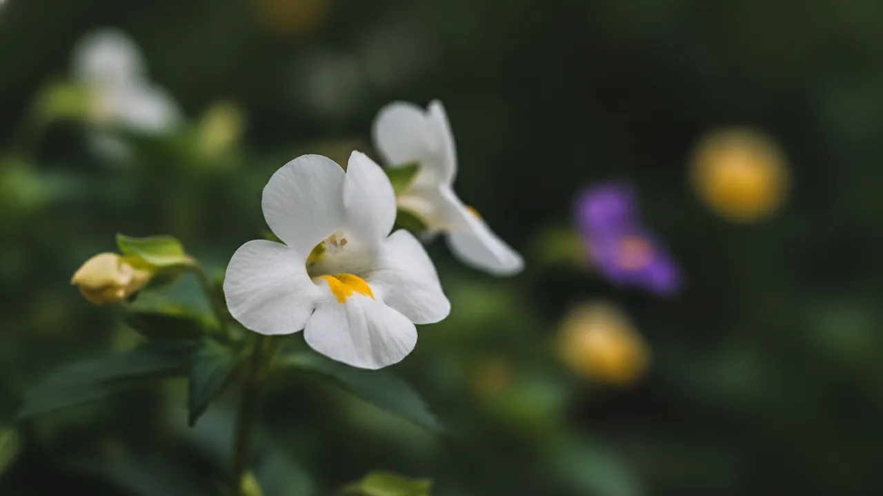 White Wishbone Flower (Torenia fournieri) - white flowers, illustrated plant card