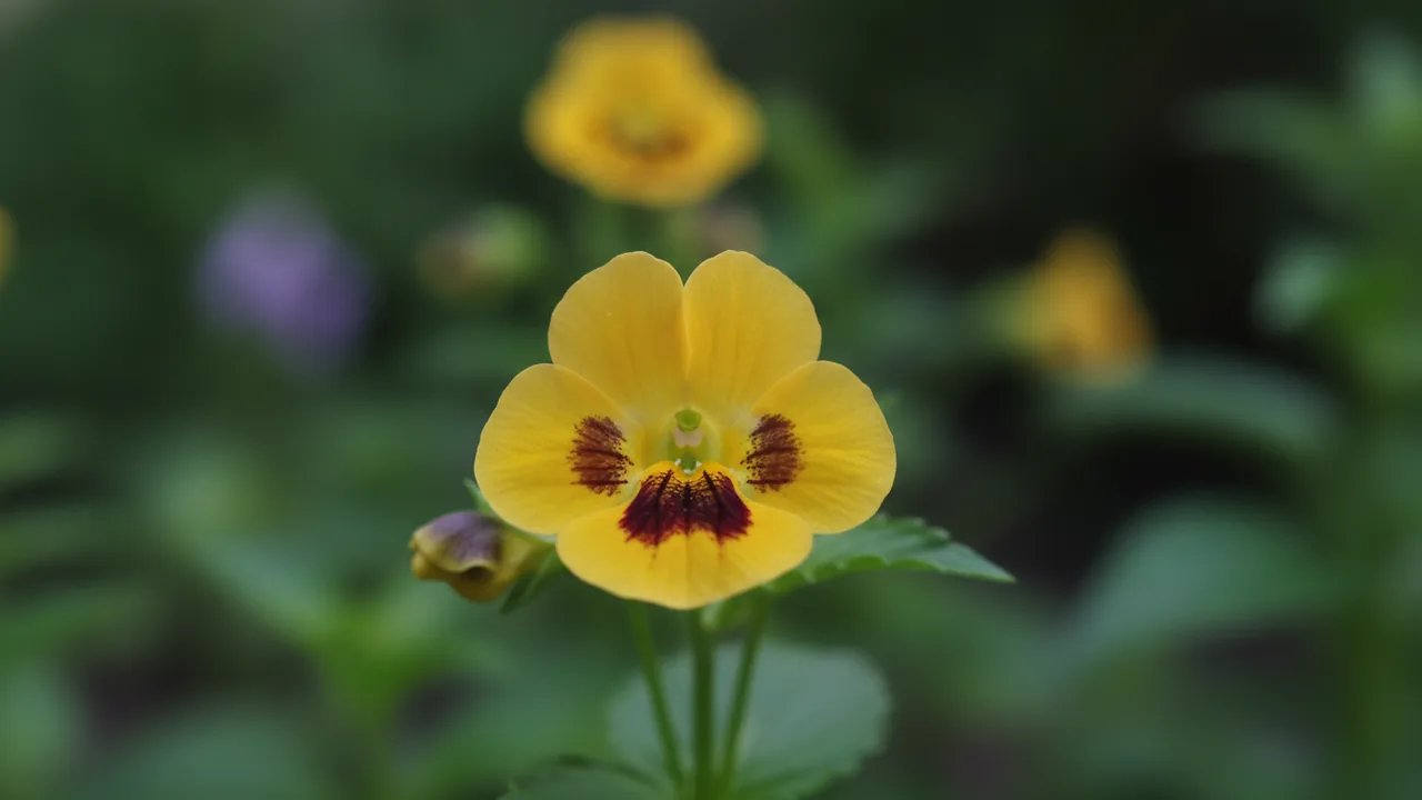 Yellow Wishbone Flower (Torenia fournieri) - yellow flowers, illustrated plant card