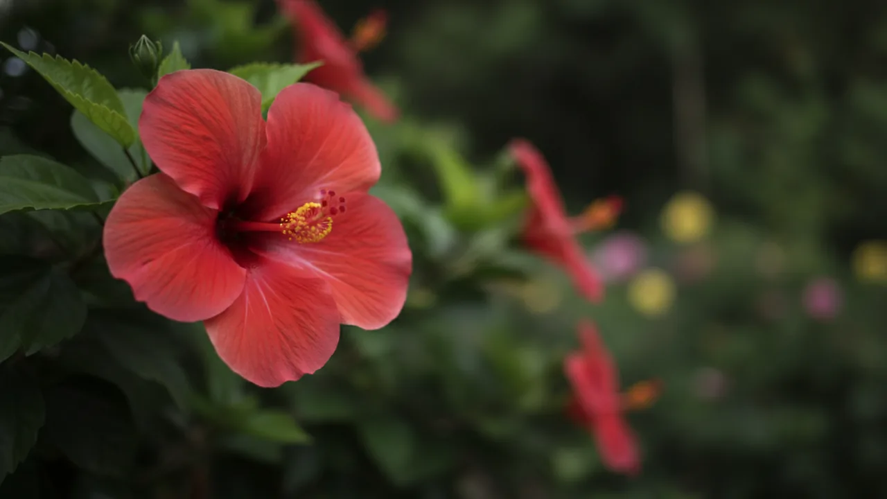 Coral Tropical Hibiscus (Hibiscus rosa-sinensis) - orange flowers, illustrated plant card