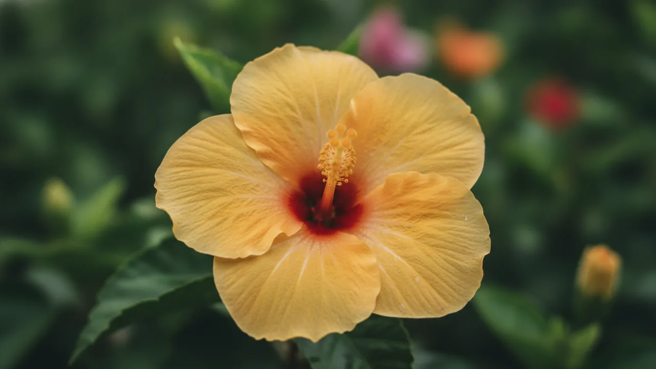 Hula Girl (Hibiscus rosa-sinensis 'Hula Girl') - yellow flowers, illustrated plant card