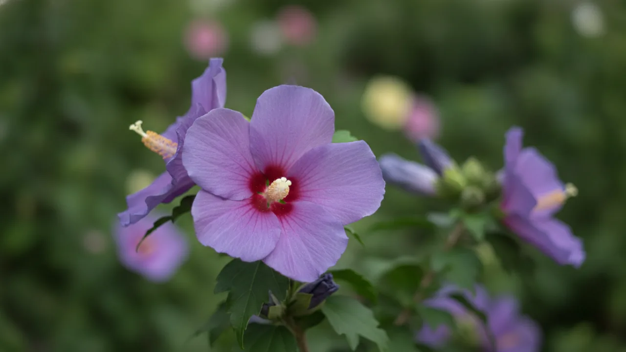 Lavender Tropical Hibiscus (Hibiscus rosa-sinensis) - purple flowers, illustrated plant card