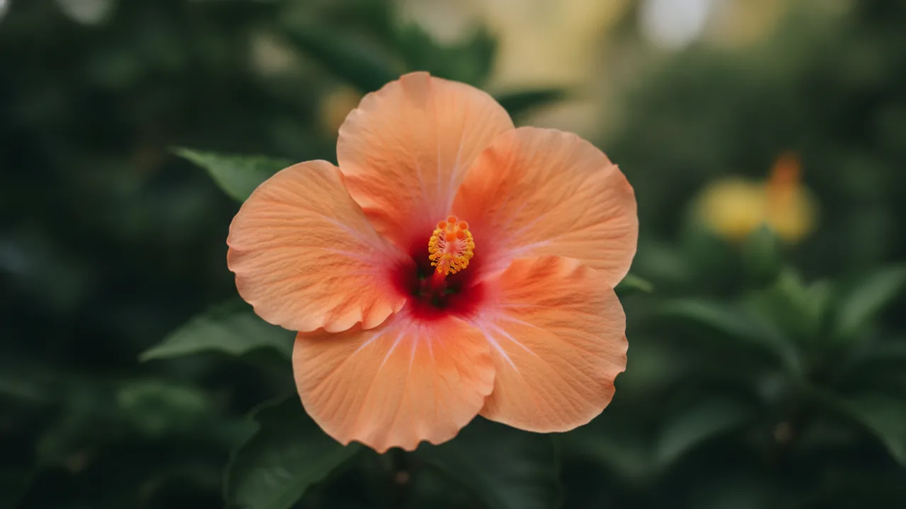 Peach Tropical Hibiscus (Hibiscus rosa-sinensis) - orange flowers, illustrated plant card