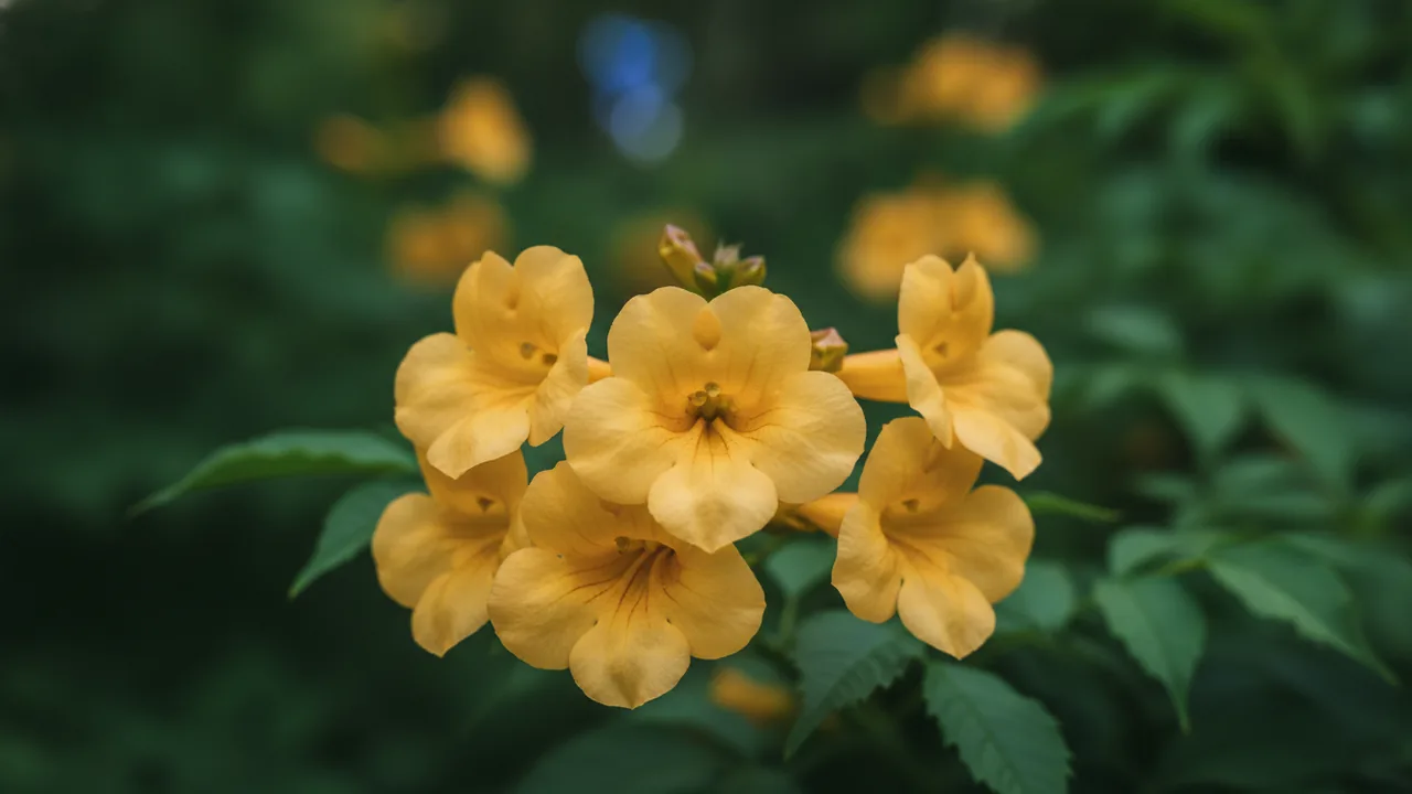 Flava (Yellow Trumpet) (Campsis radicans f. flava) - yellow flowers, illustrated plant card