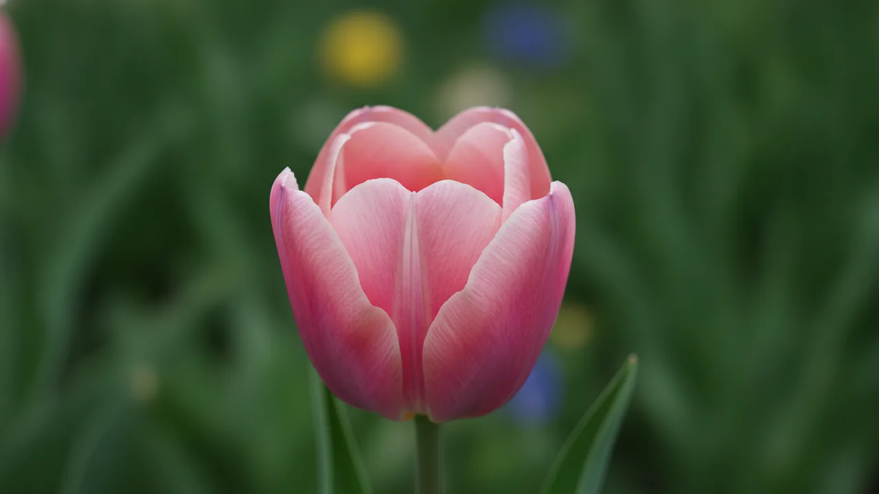 Angelique (Tulipa 'Angelique') - pink flowers, illustrated plant card
