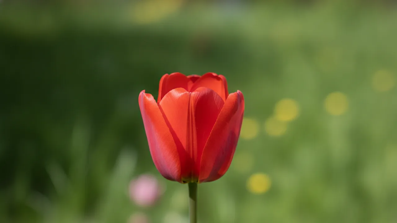 Apeldoorn (Tulipa 'Apeldoorn') - red flowers, illustrated plant card
