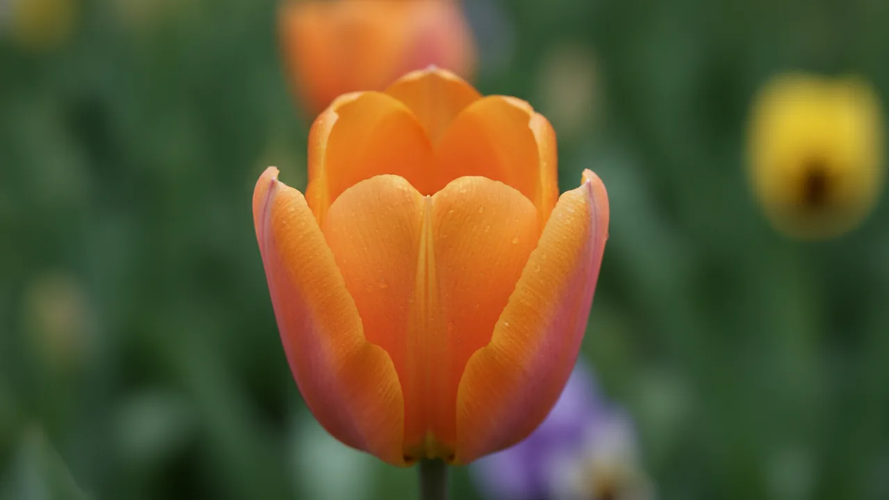 Apricot Beauty (Tulipa 'Apricot Beauty') - orange flowers, illustrated plant card