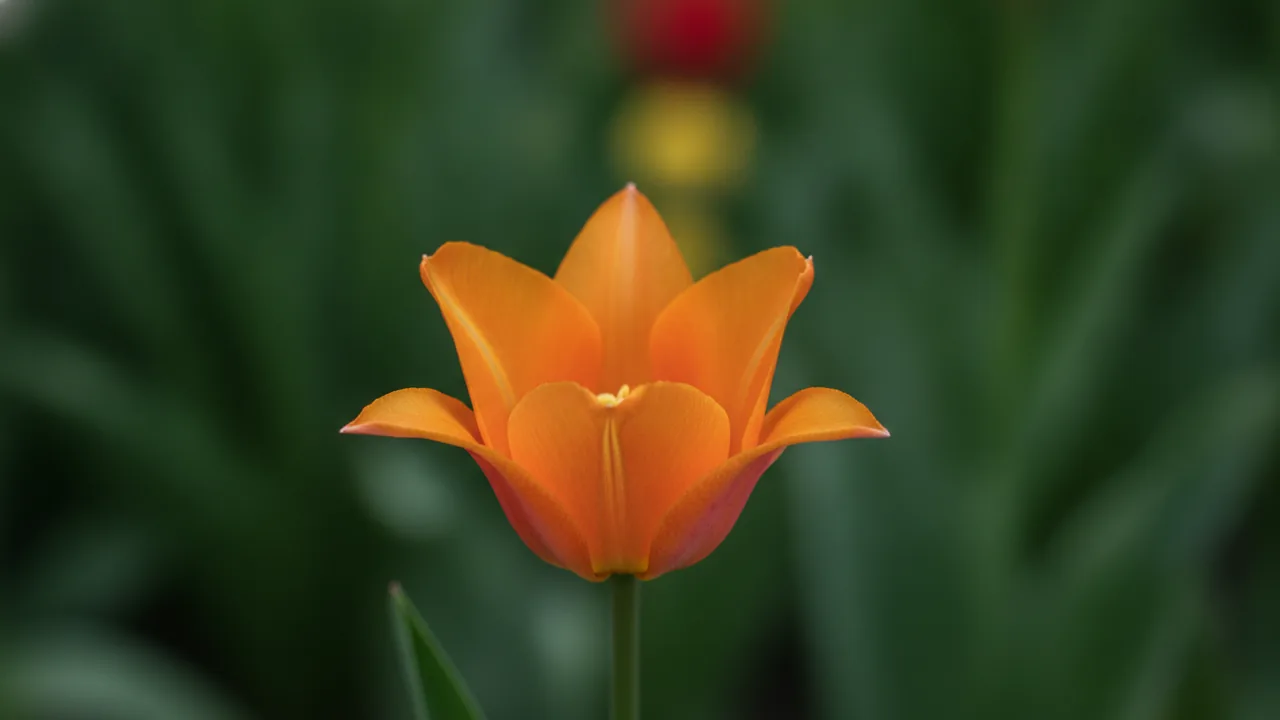 Ballerina (Tulipa 'Ballerina') - orange flowers, illustrated plant card