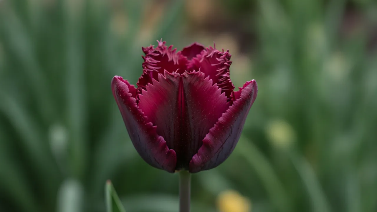 Black Parrot (Tulipa 'Black Parrot') - purple flowers, illustrated plant card