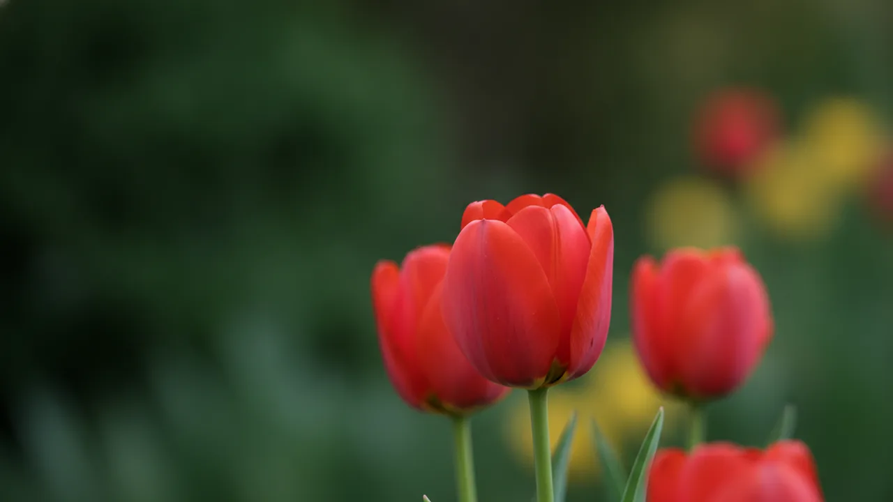 Couleur Cardinal (Tulipa 'Couleur Cardinal') - red flowers, illustrated plant card