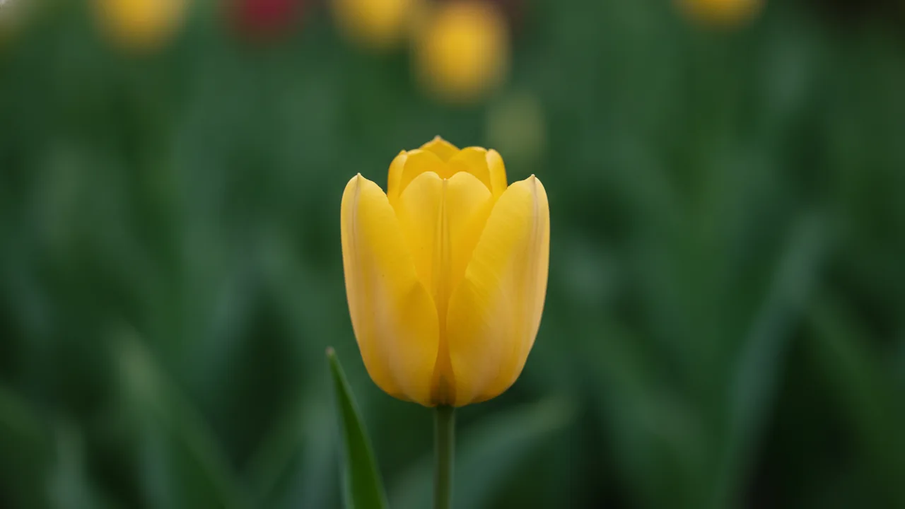 Flaming Parrot (Tulipa 'Flaming Parrot') - yellow flowers, illustrated plant card