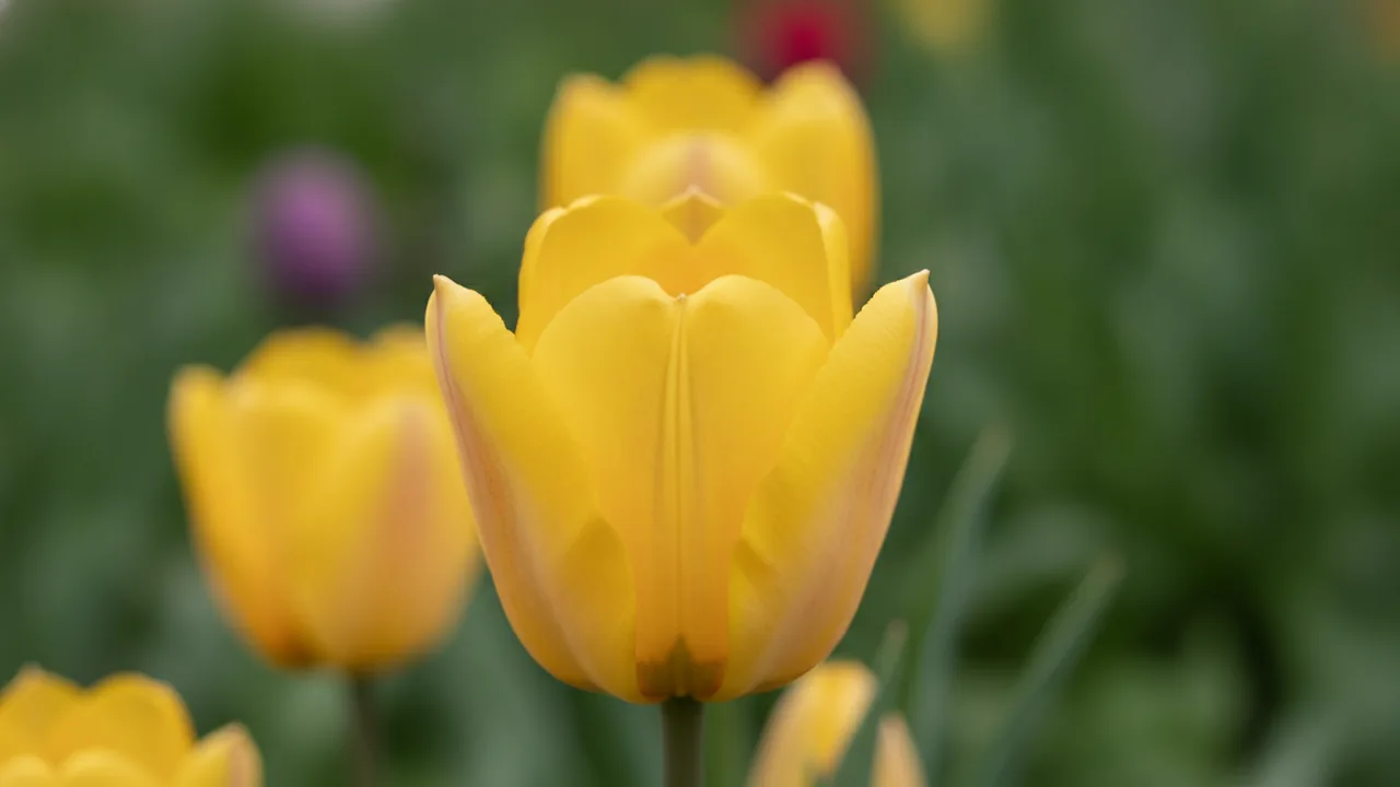 Golden Apeldoorn (Tulipa 'Golden Apeldoorn') - yellow flowers, illustrated plant card