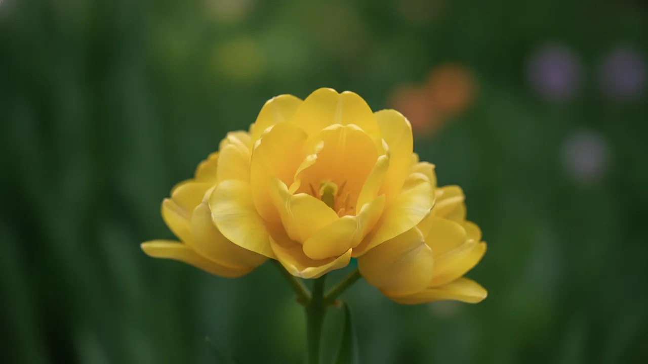Monte Carlo (Tulipa 'Monte Carlo') - yellow flowers, illustrated plant card