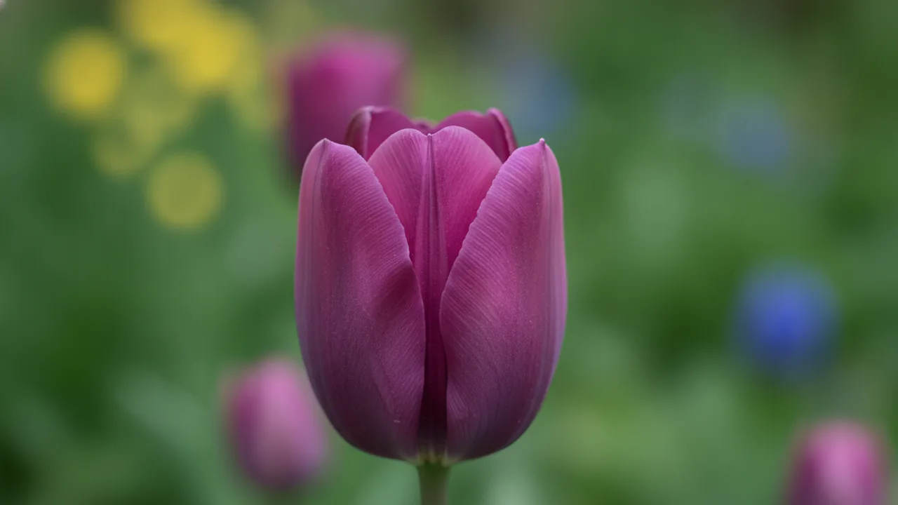 Negrita (Tulipa 'Negrita') - purple flowers, illustrated plant card