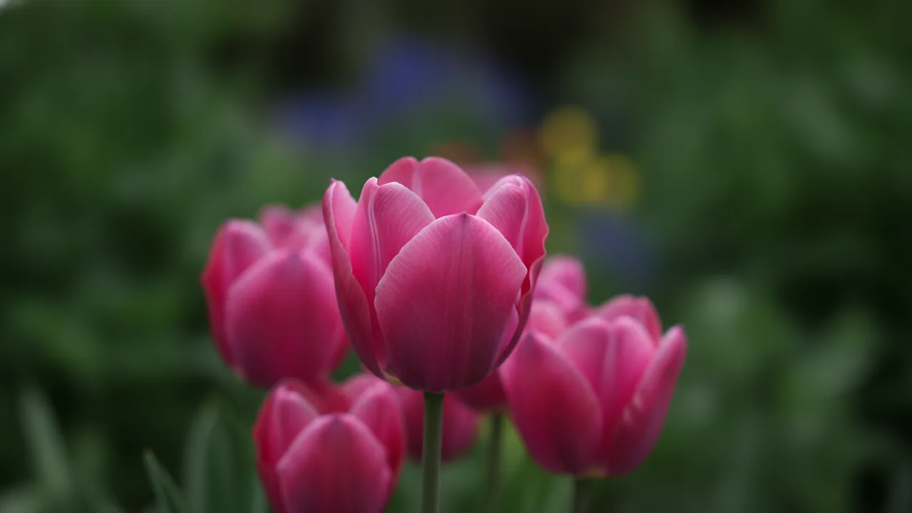 Pink Impression (Tulipa 'Pink Impression') - pink flowers, illustrated plant card