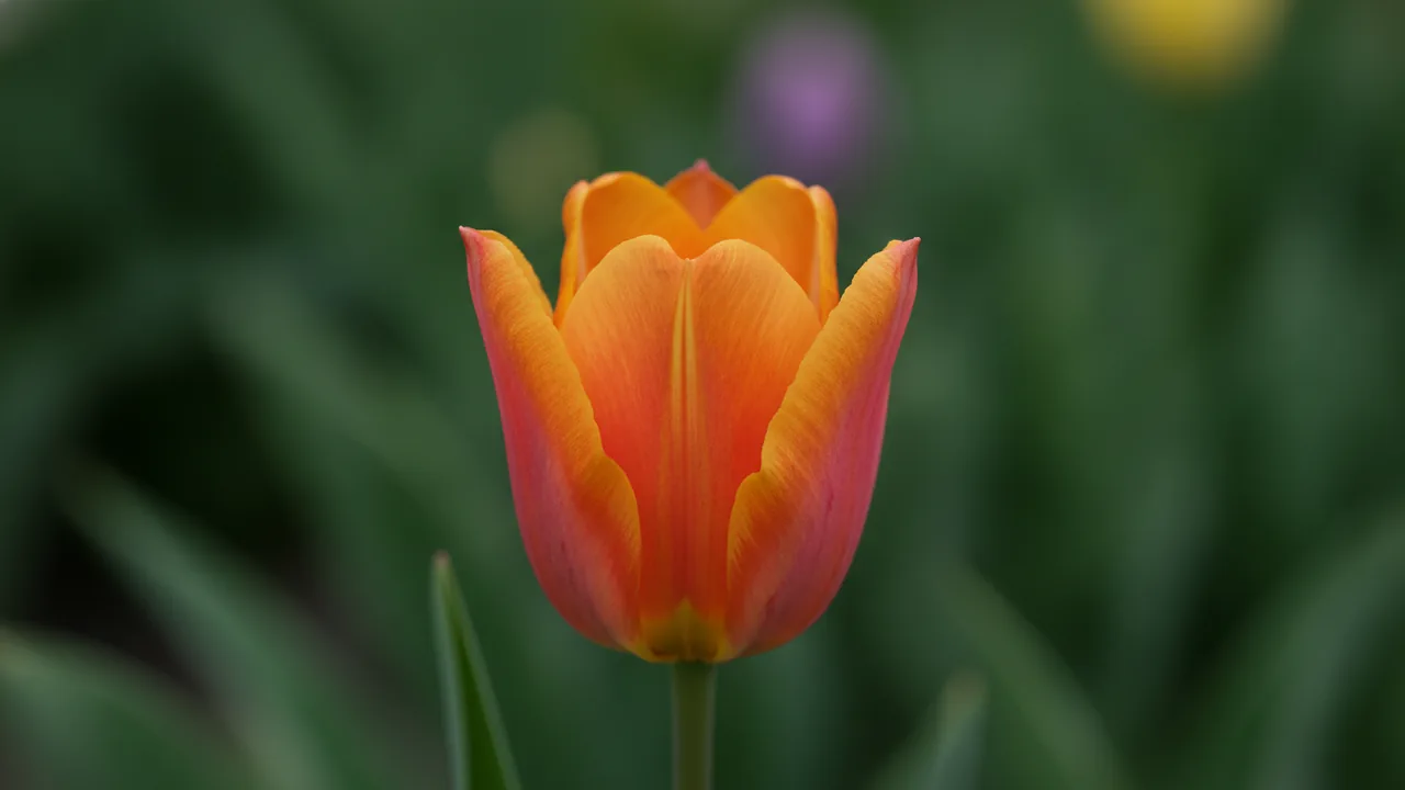 Princess Irene (Tulipa 'Princess Irene') - orange flowers, illustrated plant card