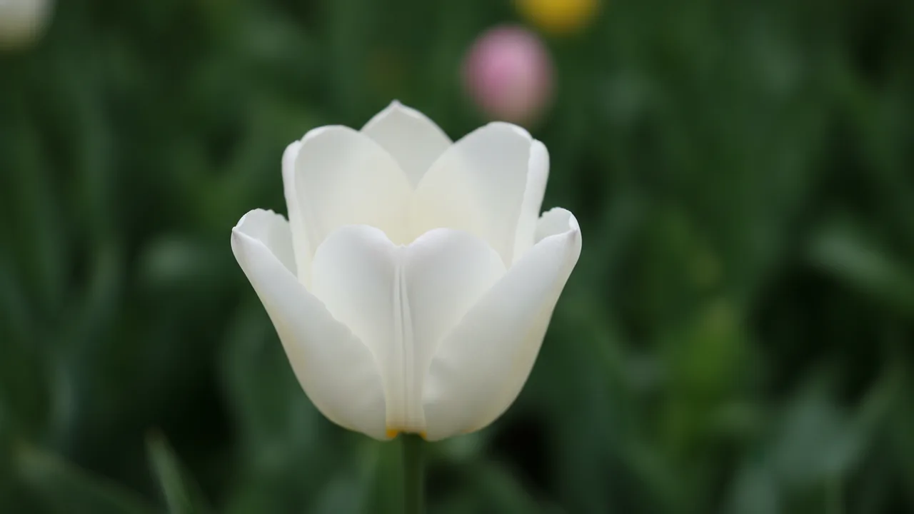 Purissima (Tulipa 'Purissima') - white flowers, illustrated plant card