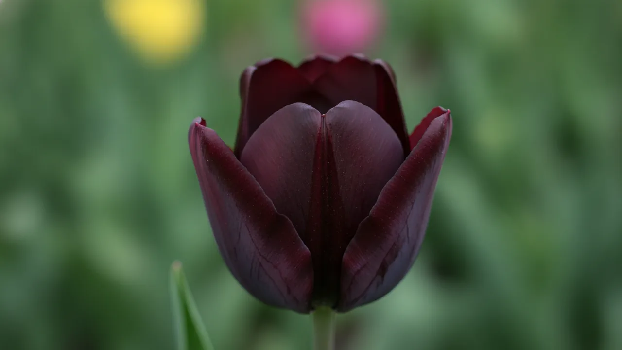 Queen of Night (Tulipa 'Queen of Night') - purple flowers, illustrated plant card