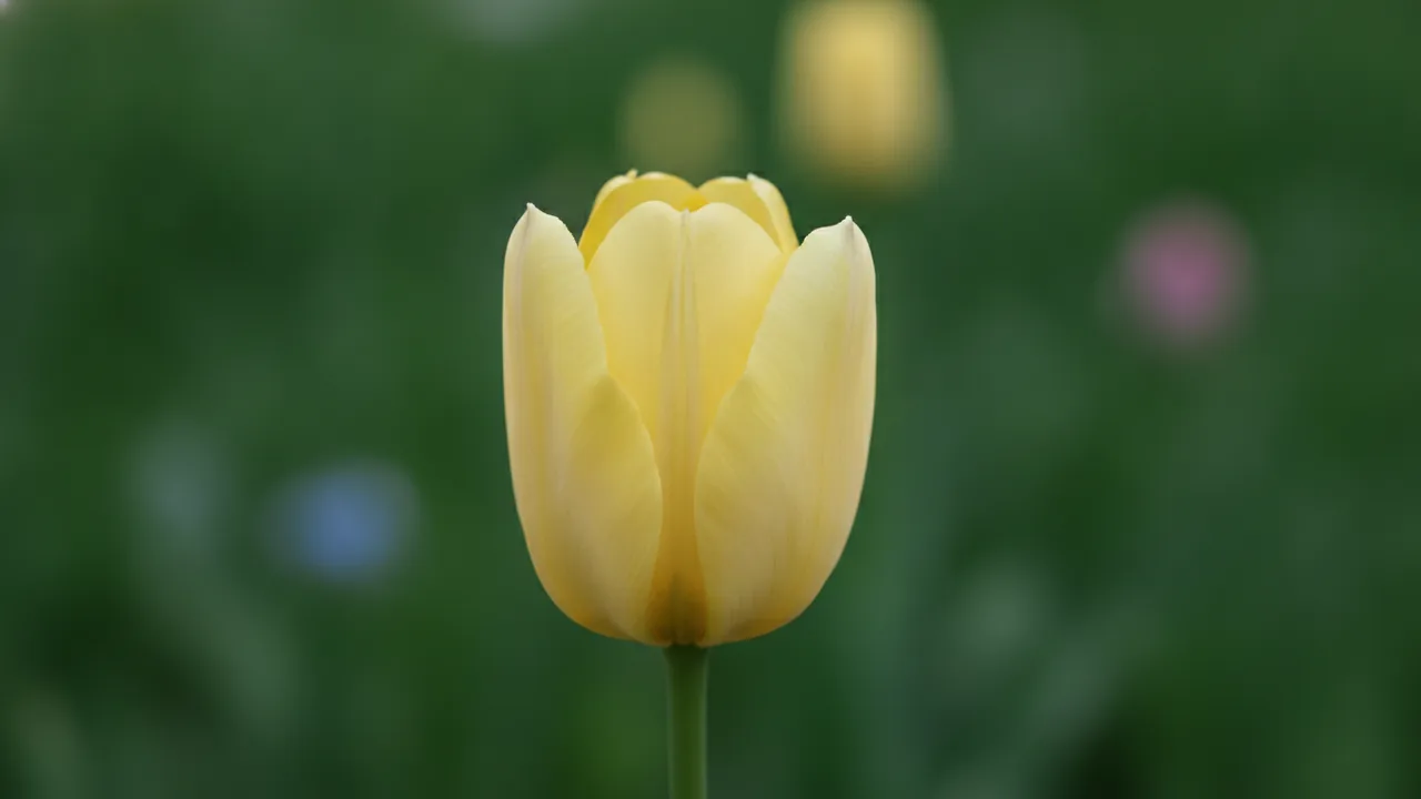 Spring Green (Tulipa 'Spring Green') - white flowers, illustrated plant card