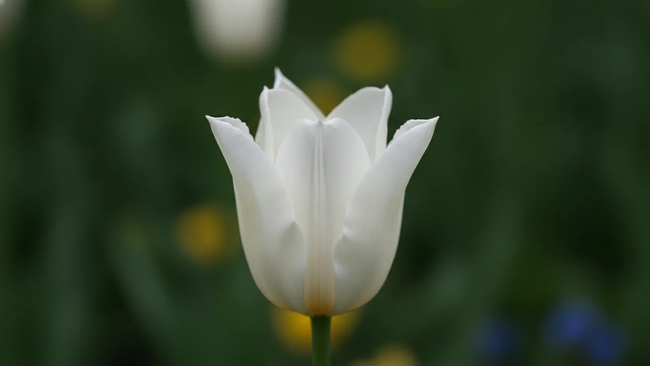 White Triumphator (Tulipa 'White Triumphator') - white flowers, illustrated plant card