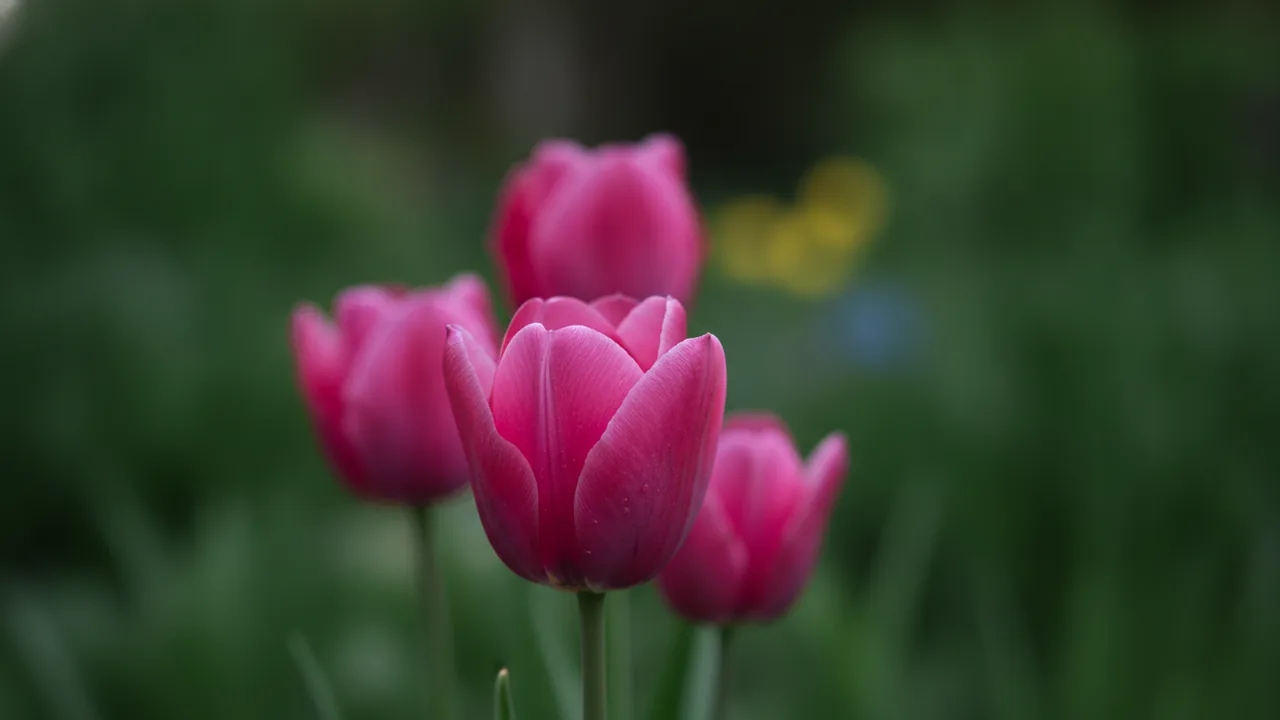 Tulip (Tulipa) - pink flowers, illustrated plant card