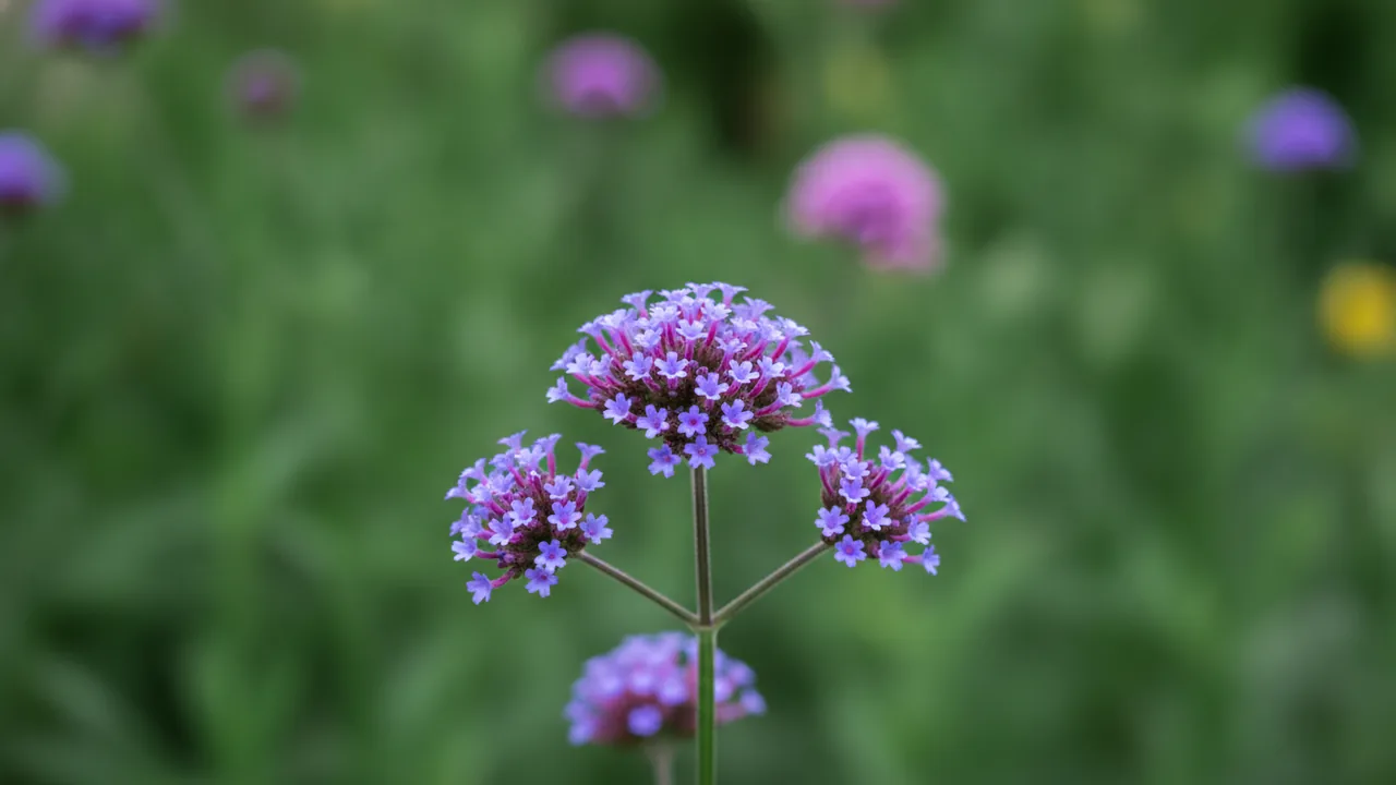 Imperial Blue (Verbena 'Superbena Imperial Blue') - blue flowers, illustrated plant card