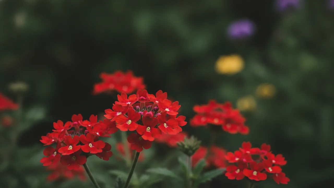 Coral Verbena (Verbena × hybrida) - red flowers, illustrated plant card