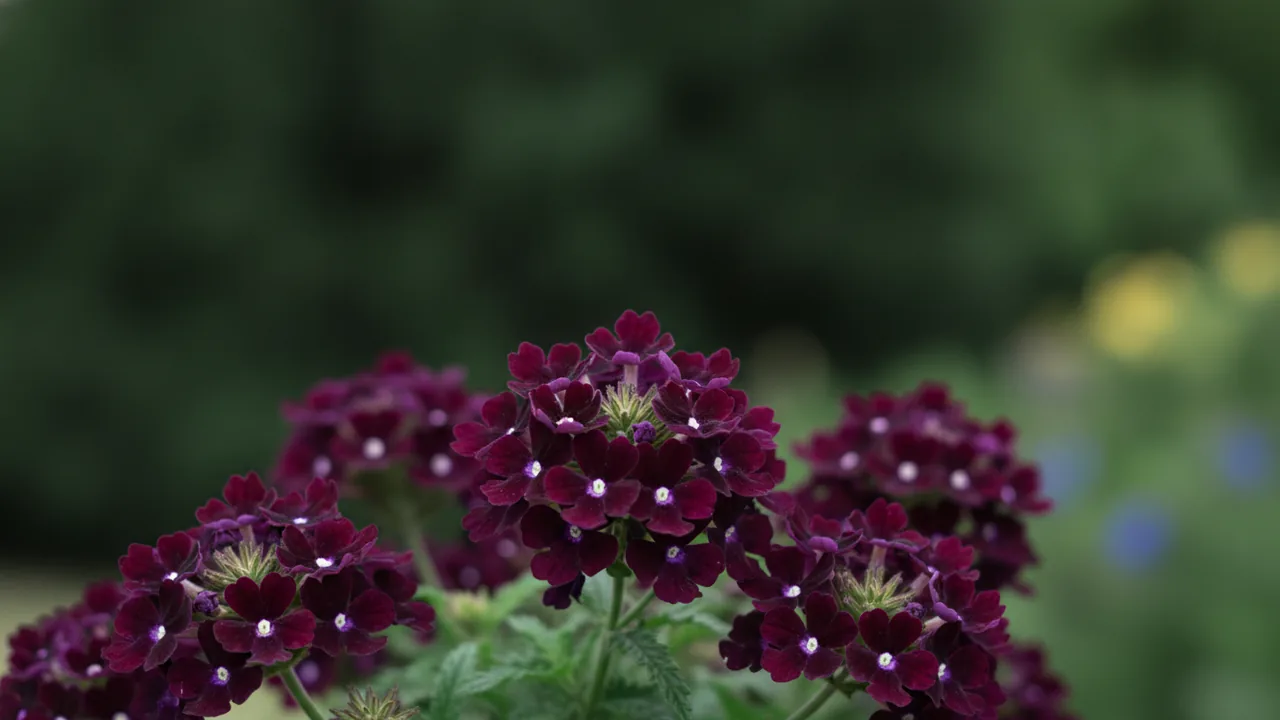 EnduraScape Dark Purple (Verbena 'EnduraScape Dark Purple') - purple flowers, illustrated plant card