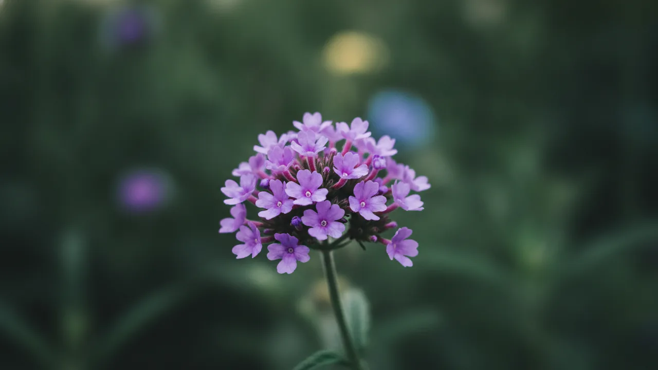 Lavender Verbena (Verbena × hybrida) - purple flowers, illustrated plant card