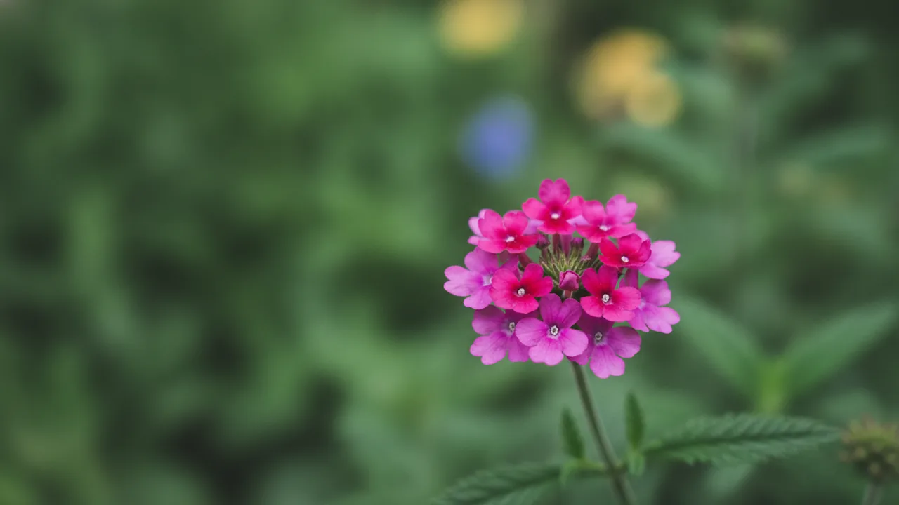 Magenta Verbena (Verbena × hybrida) - pink flowers, illustrated plant card