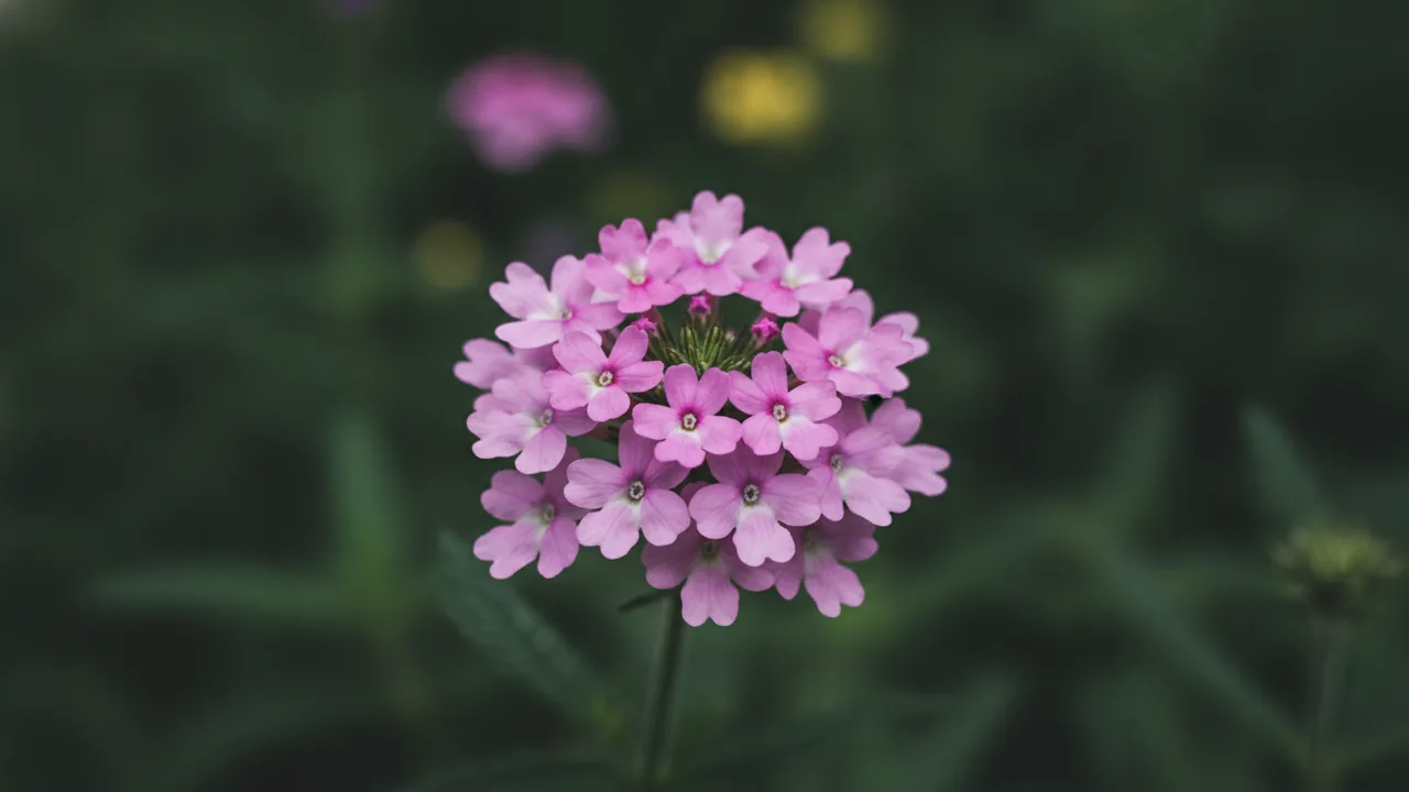 Pink Bicolor (Verbena 'EnduraScape Pink Bicolor') - pink flowers, illustrated plant card