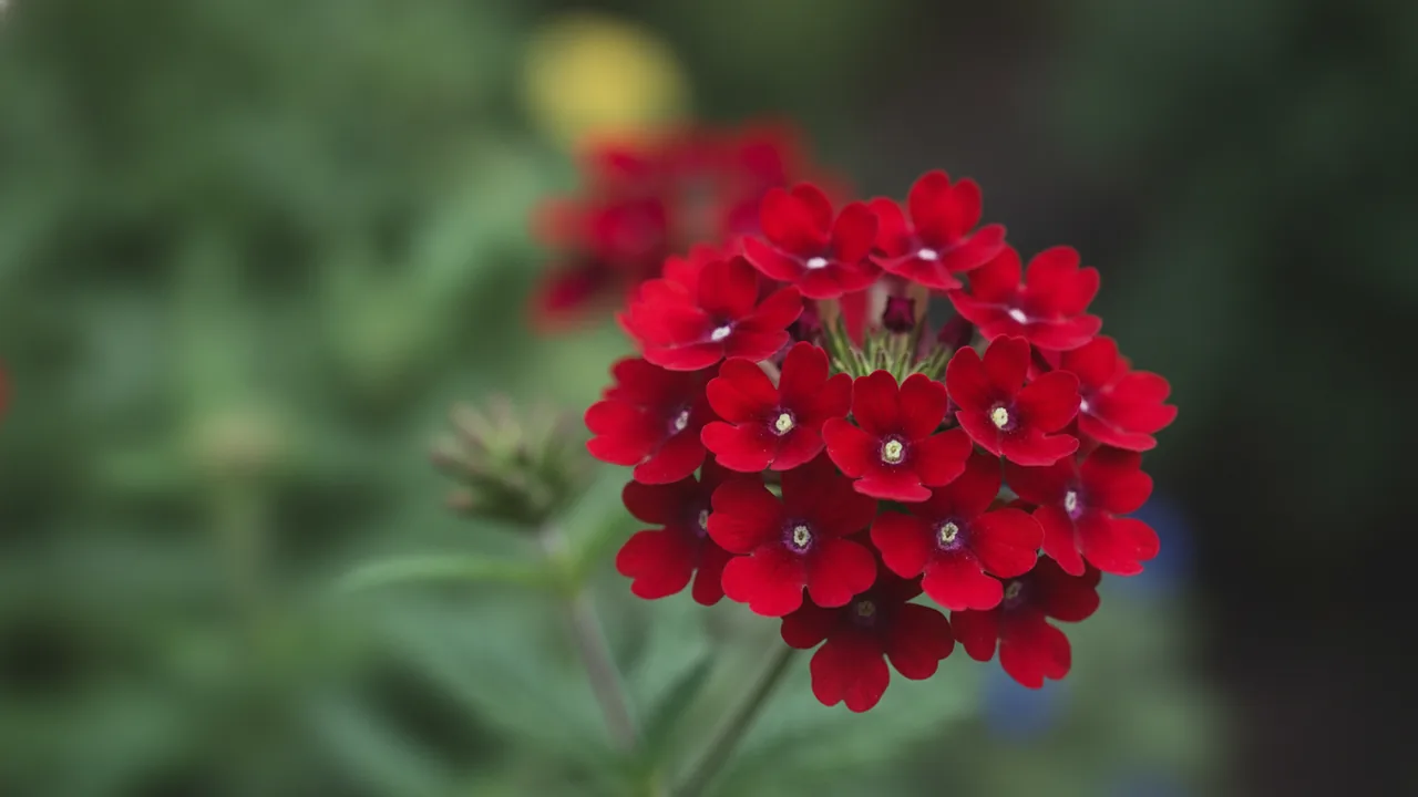 Red Verbena (Verbena × hybrida) - red flowers, illustrated plant card
