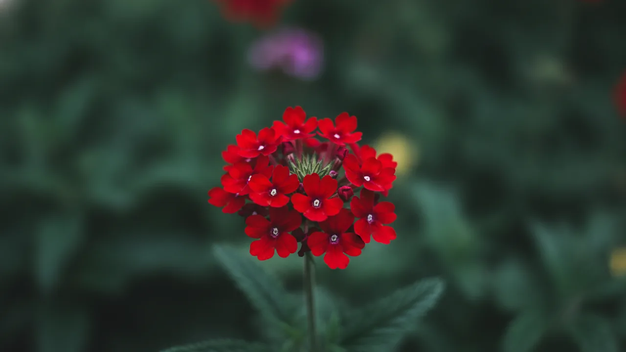 Scarlet Verbena (Verbena 'Lanai Scarlet') - red flowers, illustrated plant card