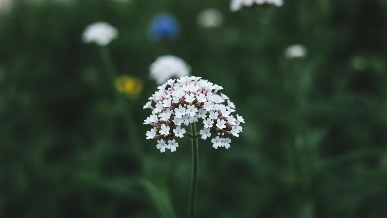 White Verbena (Verbena × hybrida) - white flowers, illustrated plant card