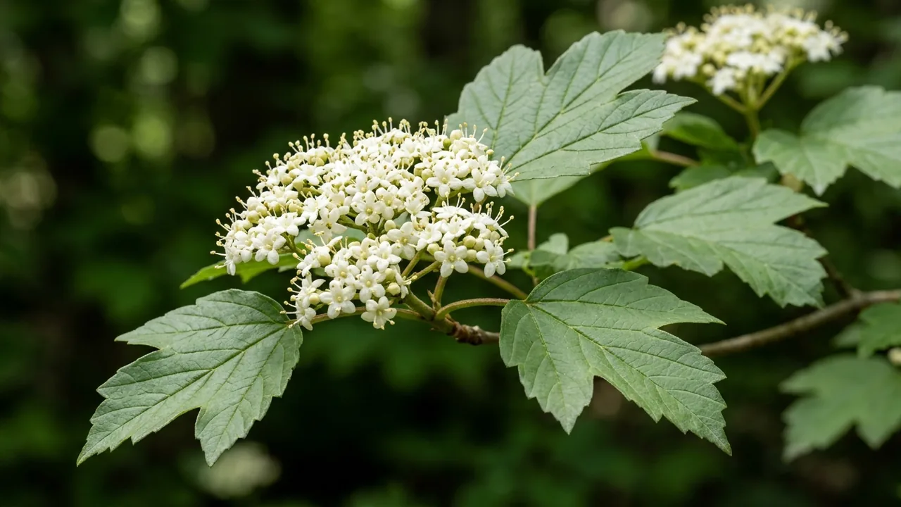 Mapleleaf Viburnum (Viburnum acerifolium) - white flowers, illustrated plant card