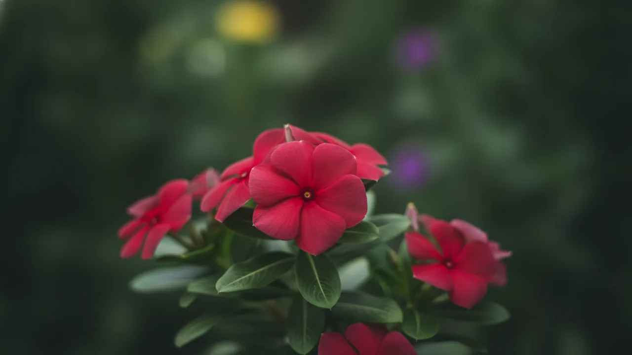 Coral Vinca (Catharanthus roseus) - orange flowers, illustrated plant card