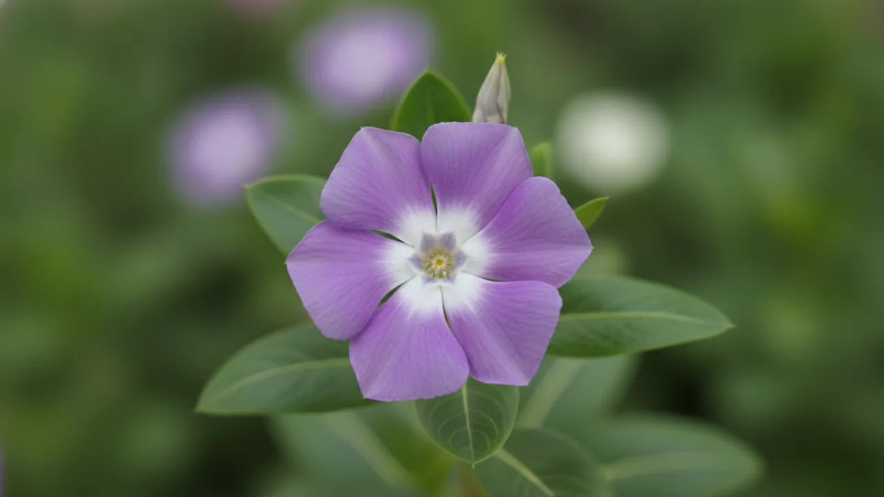 Purple Vinca (Catharanthus roseus) - purple flowers, illustrated plant card