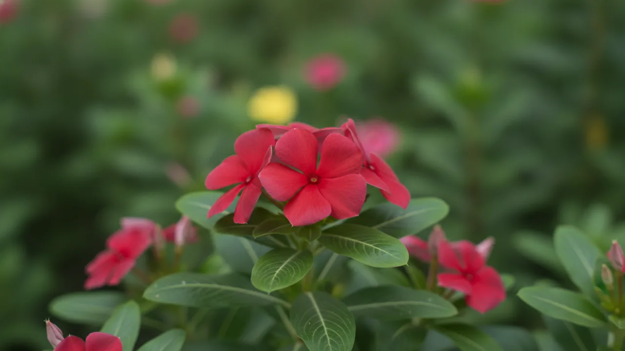 Red Vinca (Catharanthus roseus) - red flowers, illustrated plant card