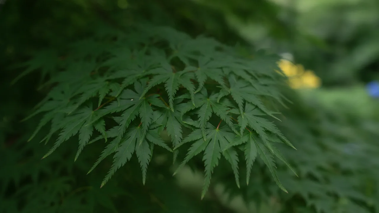 Viridis (Acer palmatum var. dissectum 'Viridis') - foliage plant, illustrated plant card