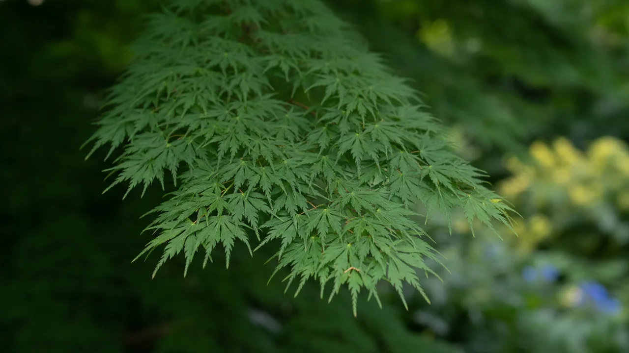 Waterfall (Acer palmatum var. dissectum 'Waterfall') - foliage plant, illustrated plant card