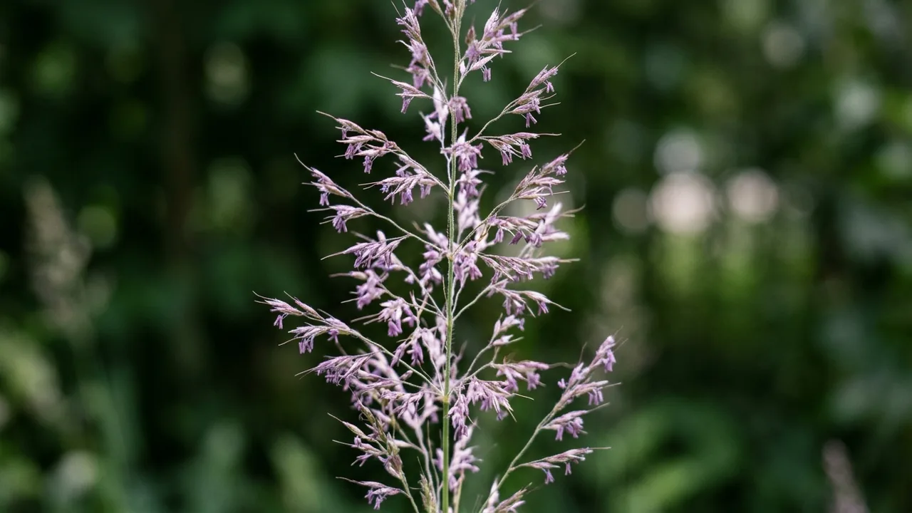 Wavy Hairgrass (Deschampsia flexuosa) - purple flowers, illustrated plant card