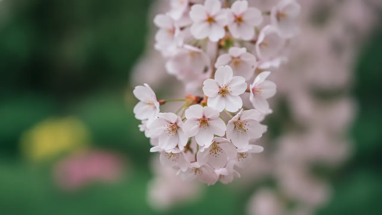 Weeping Cherry (Prunus subhirtella 'Pendula') - pink flowers, illustrated plant card