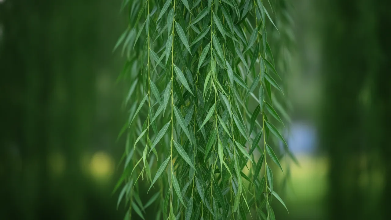 Weeping Willow