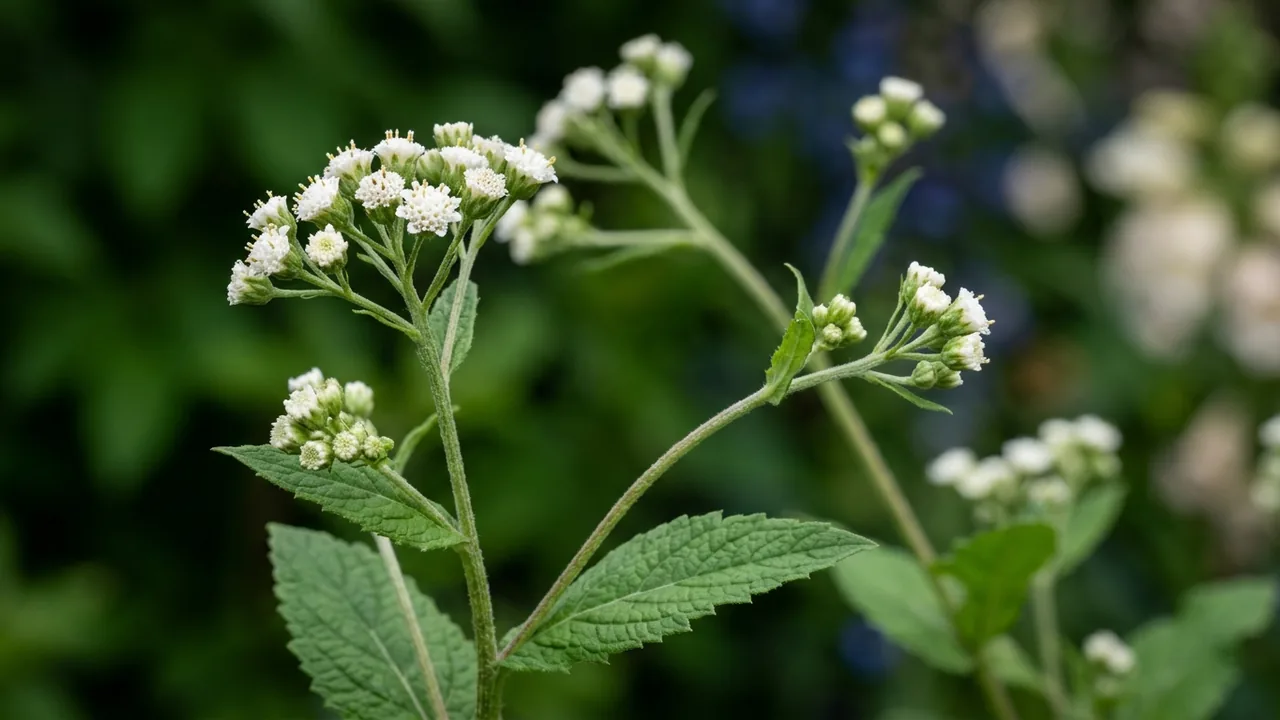 Wild Quinine (Parthenium integrifolium) - white flowers, illustrated plant card