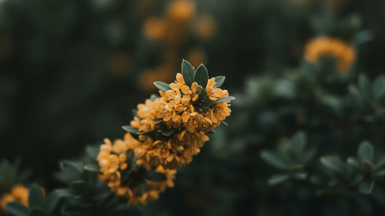 Winter Gold (Ilex verticillata 'Winter Gold') - orange flowers, illustrated plant card