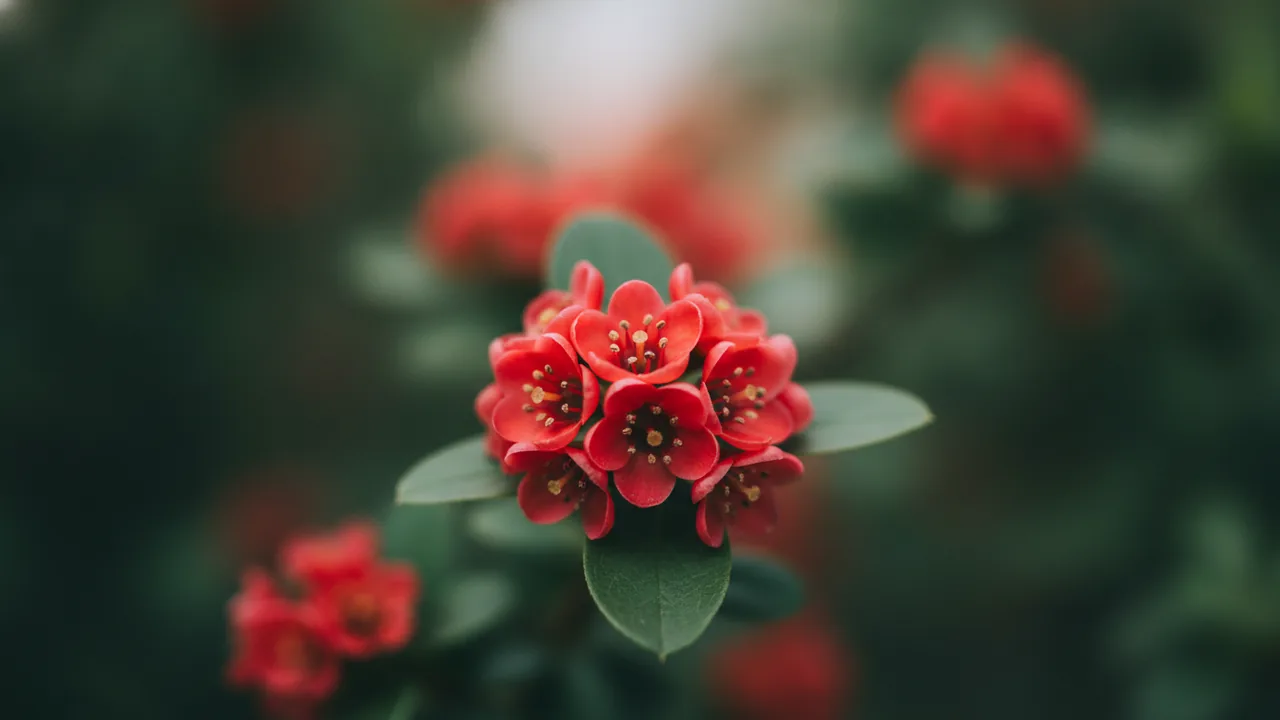 Winterberry in bloom, illustrated plant card