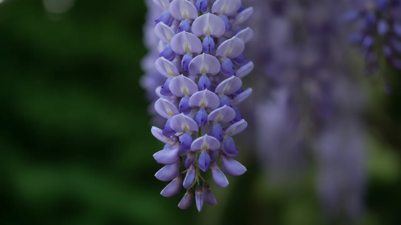 Blue Moon Wisteria (Wisteria macrostachya 'Blue Moon') - blue flowers, illustrated plant card